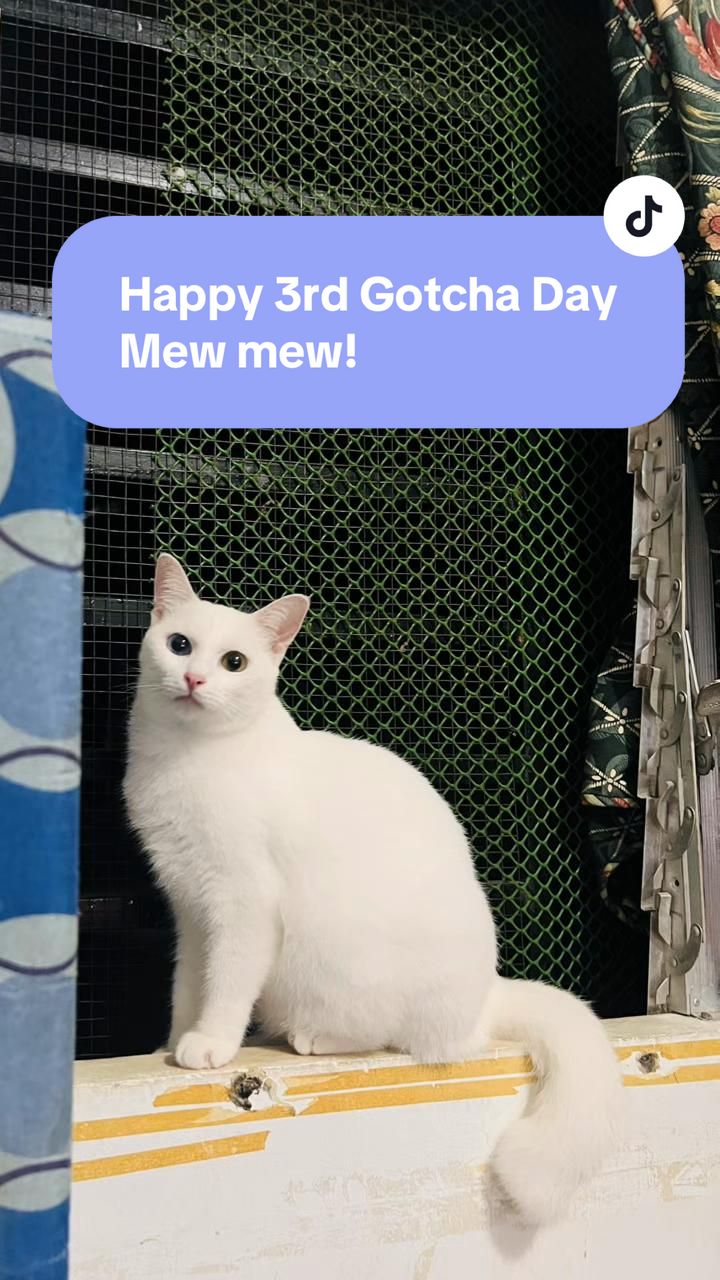 @17meows
