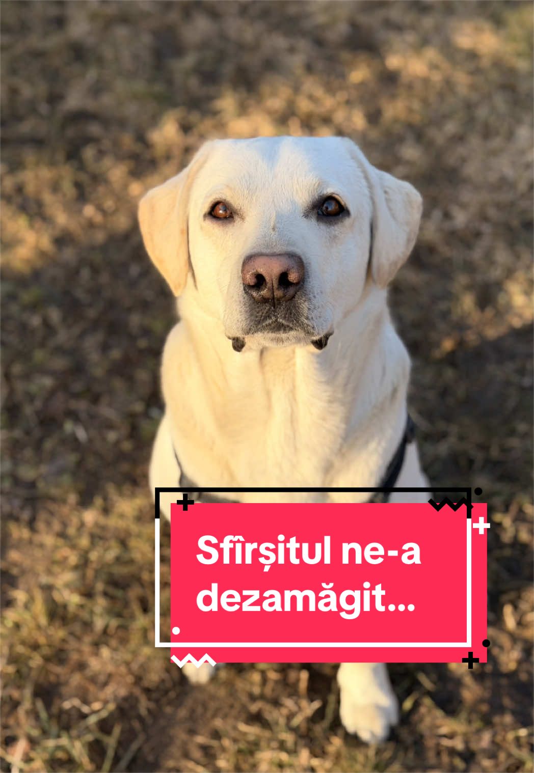@Larisa🐾Taison