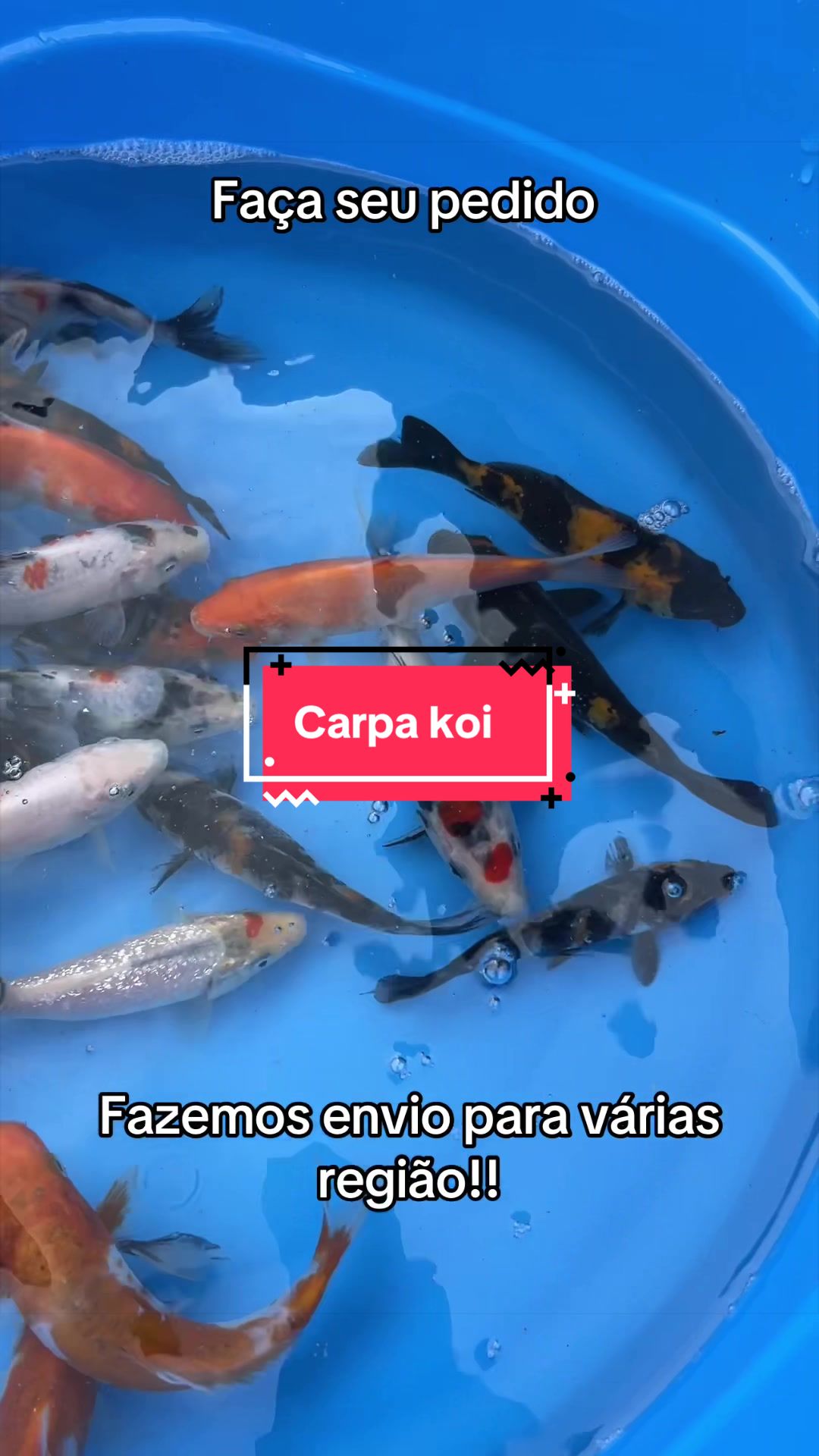 @Walter Fish