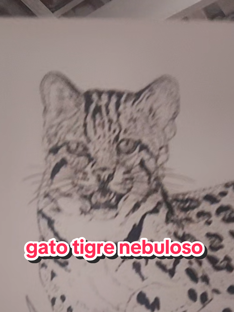 @Afonso Henrique