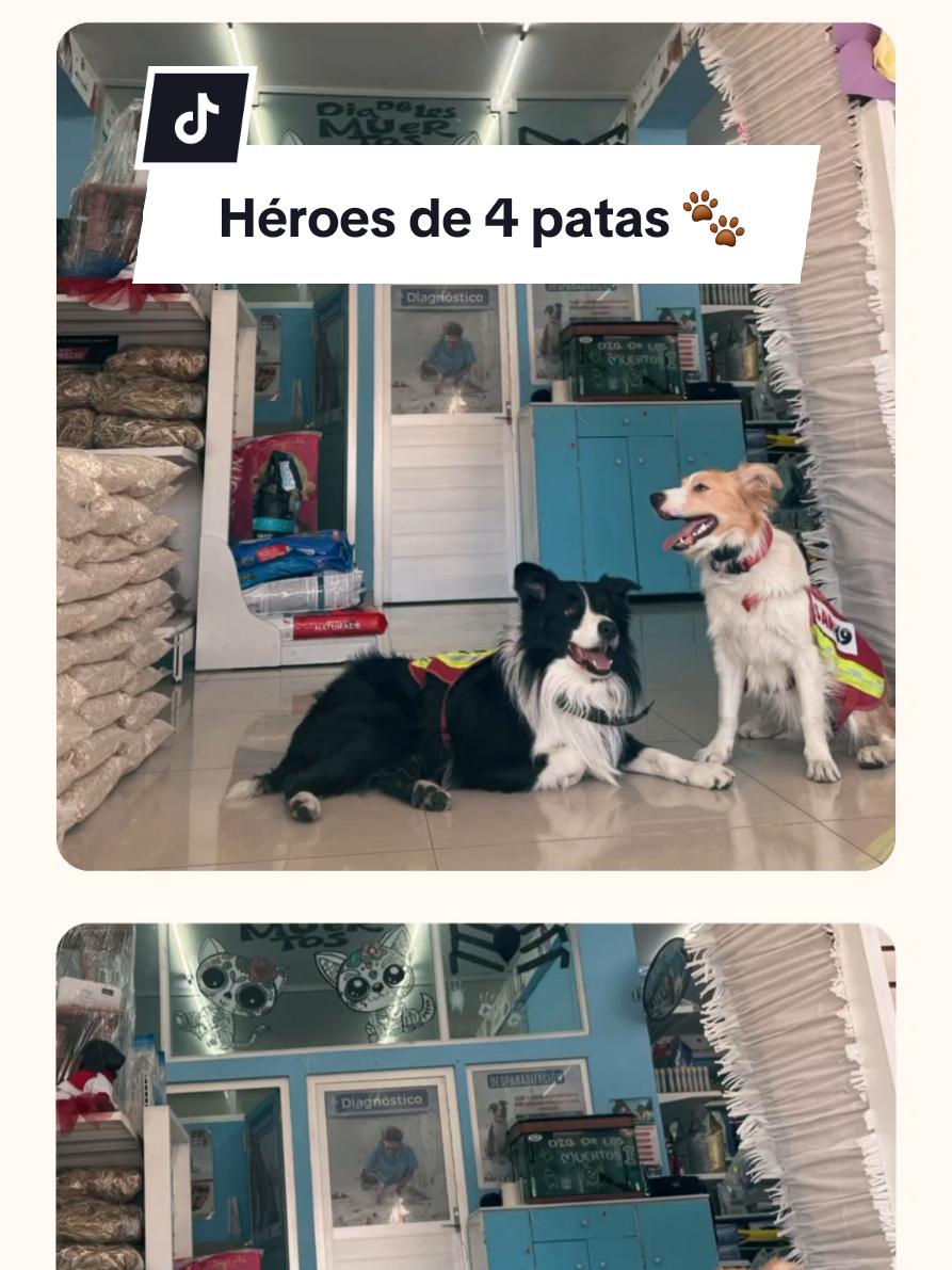 @Perrunos Veterinaria