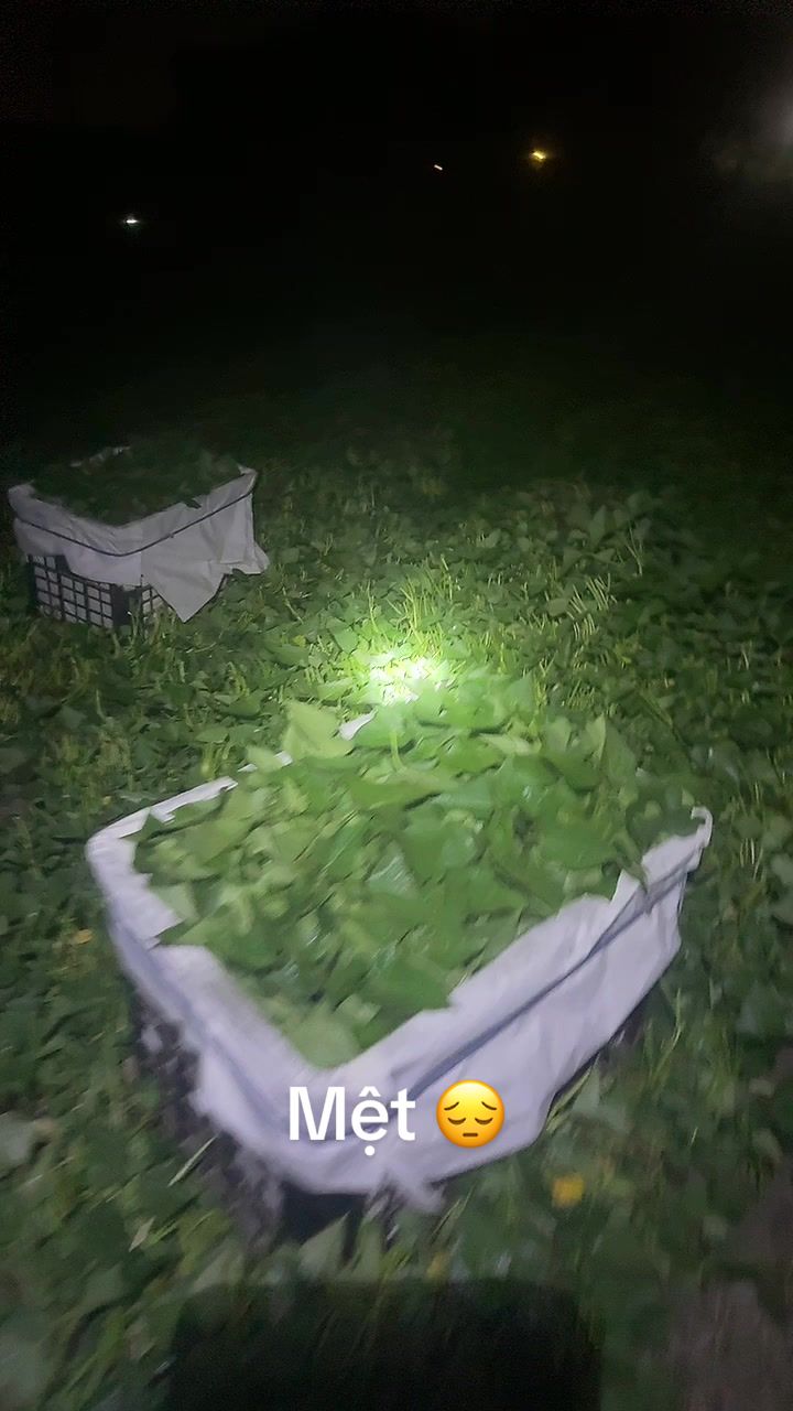 @28cp🇻🇳