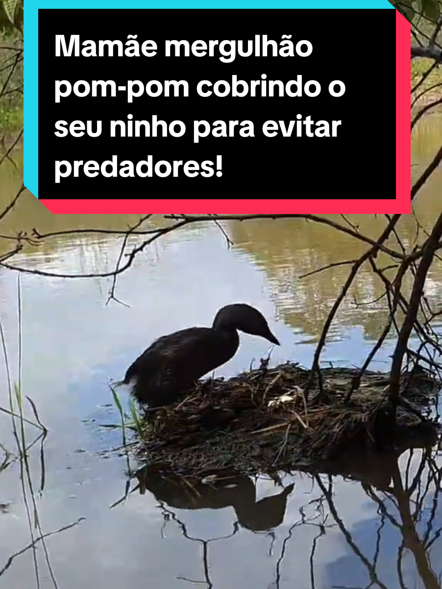 @Princesa das Serpentes
