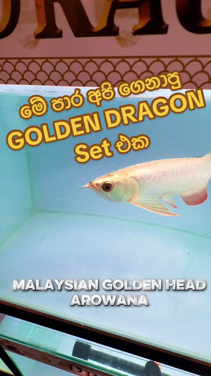 @Aquaman_lk