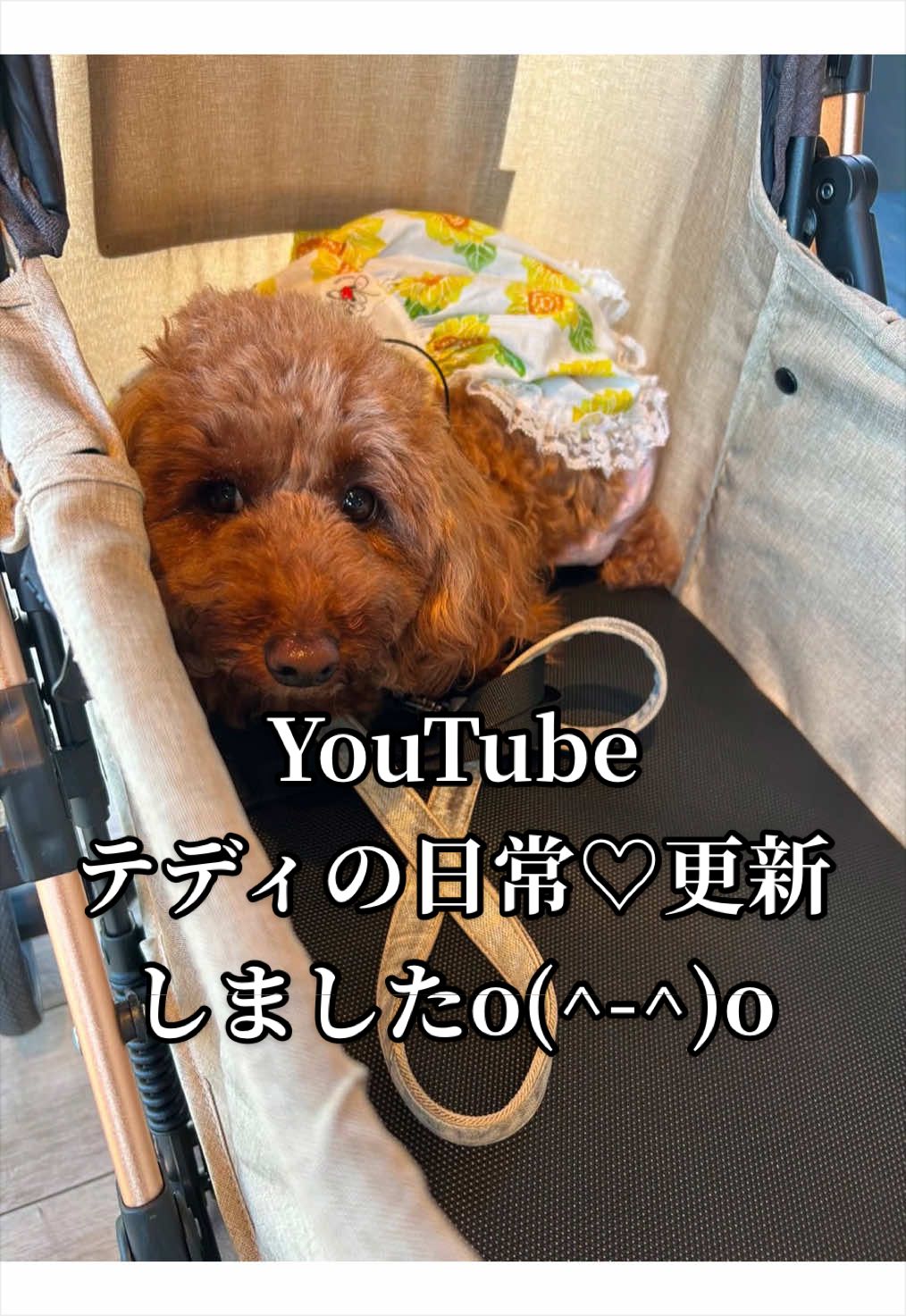 @テディきち