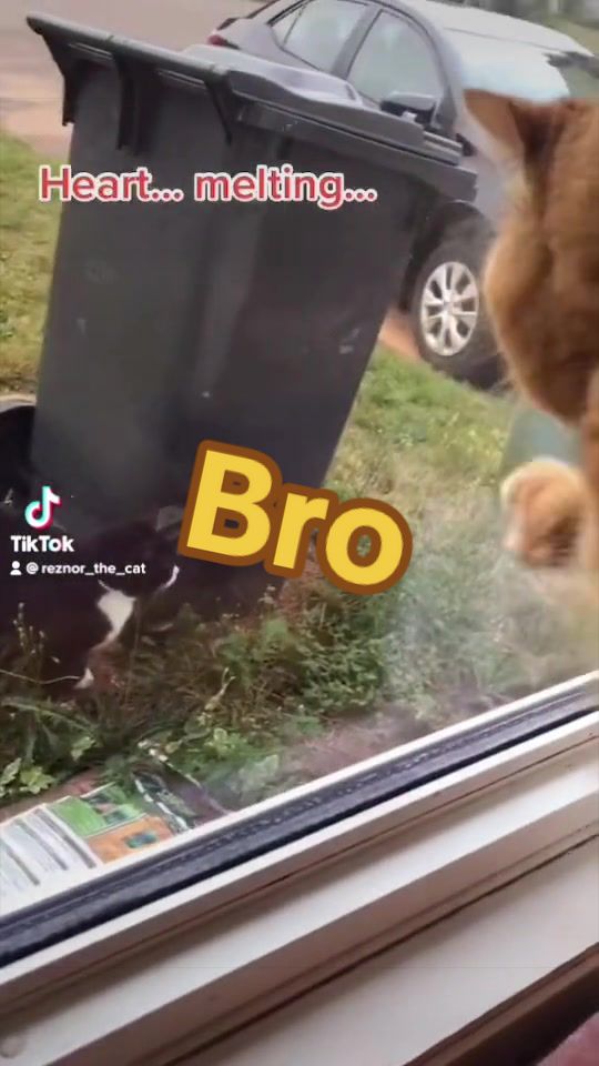 @Reznor_the_cat🪽