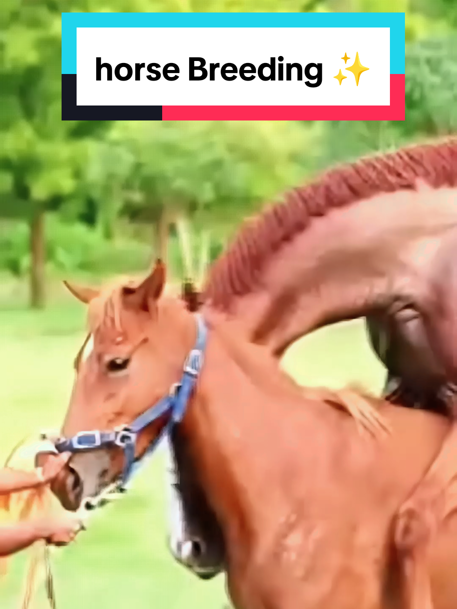 @Equine Cinematics