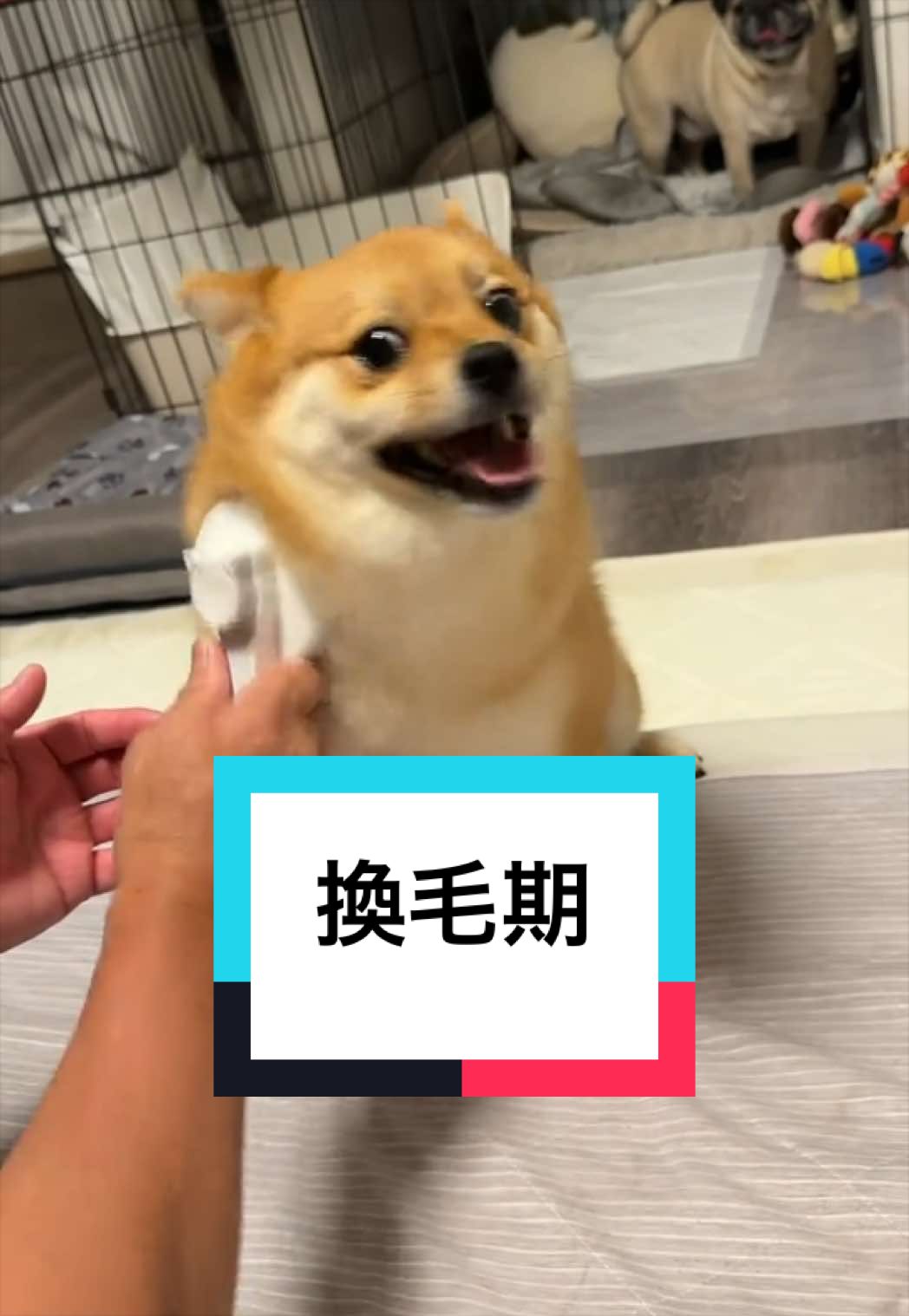 @🐶とん&ぺっぺこぺー🦊