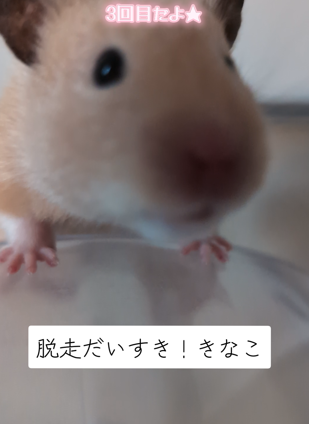 @鼻声🐹主婦