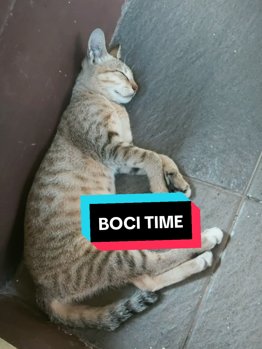 @meoweverydays