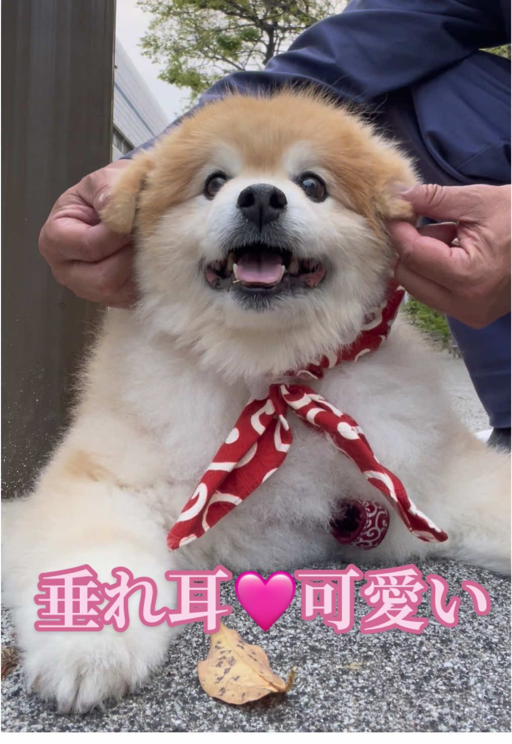 @ポメラニアン🐾えびす