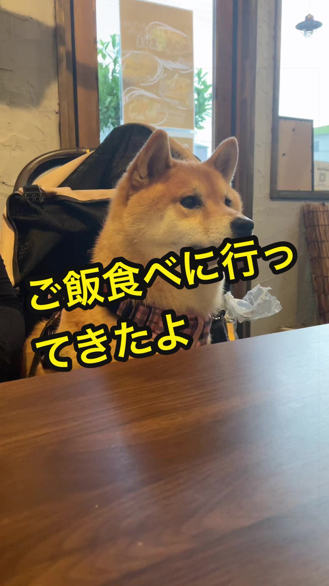 @特に柴犬が好きな人