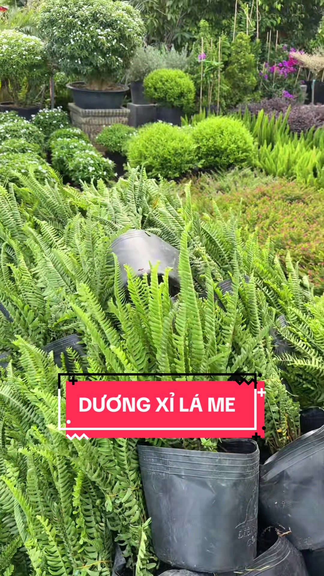 @Cây Xanh Phong Hồng