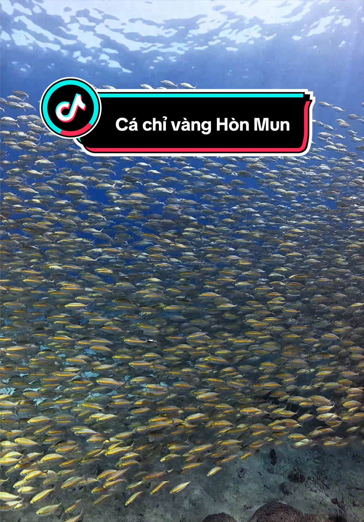 @Love Freediving Nha Trang