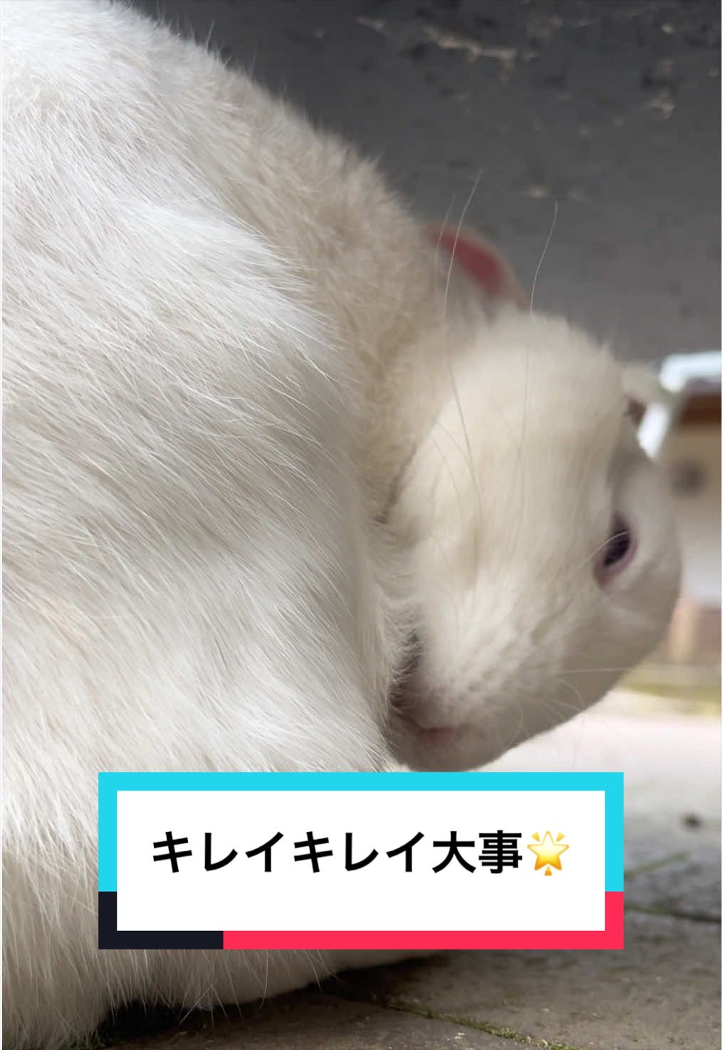@【公式】月うさぎの里