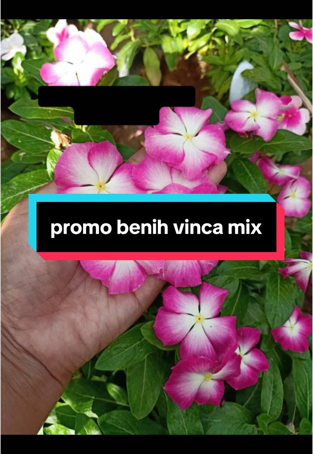 @Xeema_Nursery