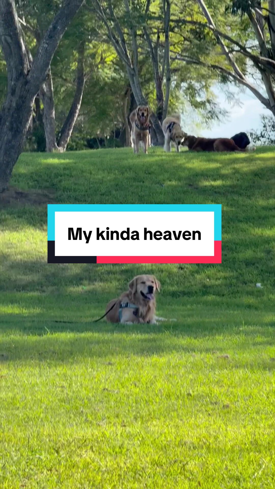 @3goldenretriever
