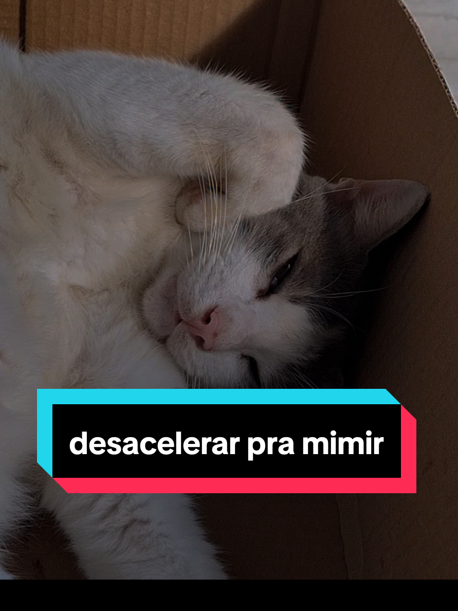 @casa dos gatos