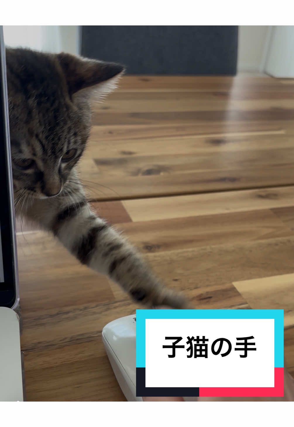 @ルーレオ