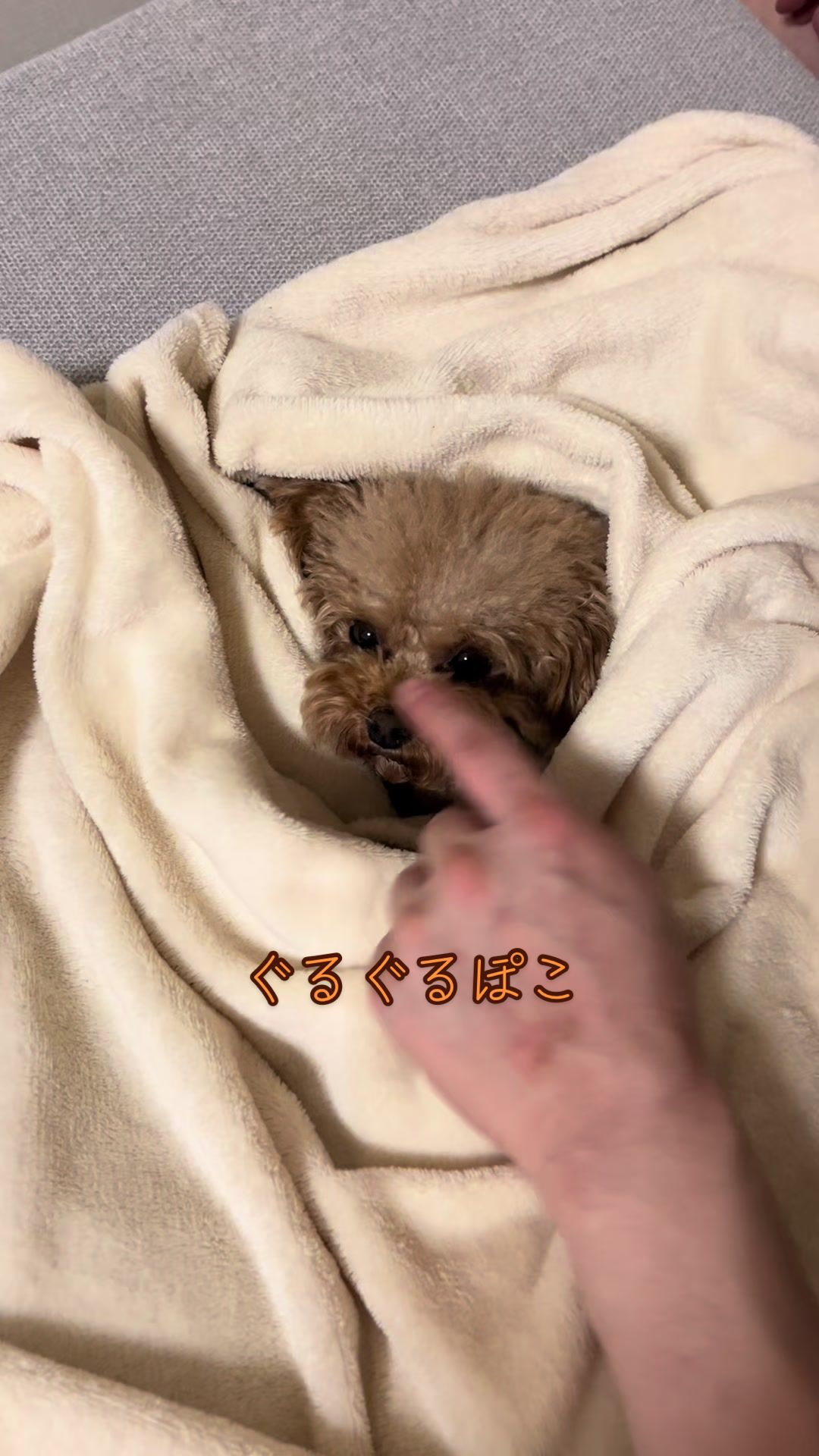 @しゃこたん犬ぽこ🐶🐰with子分