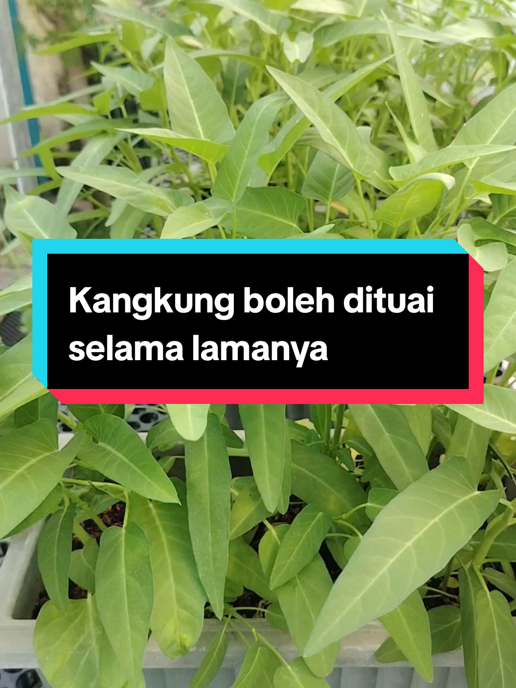 @Kakak Rose