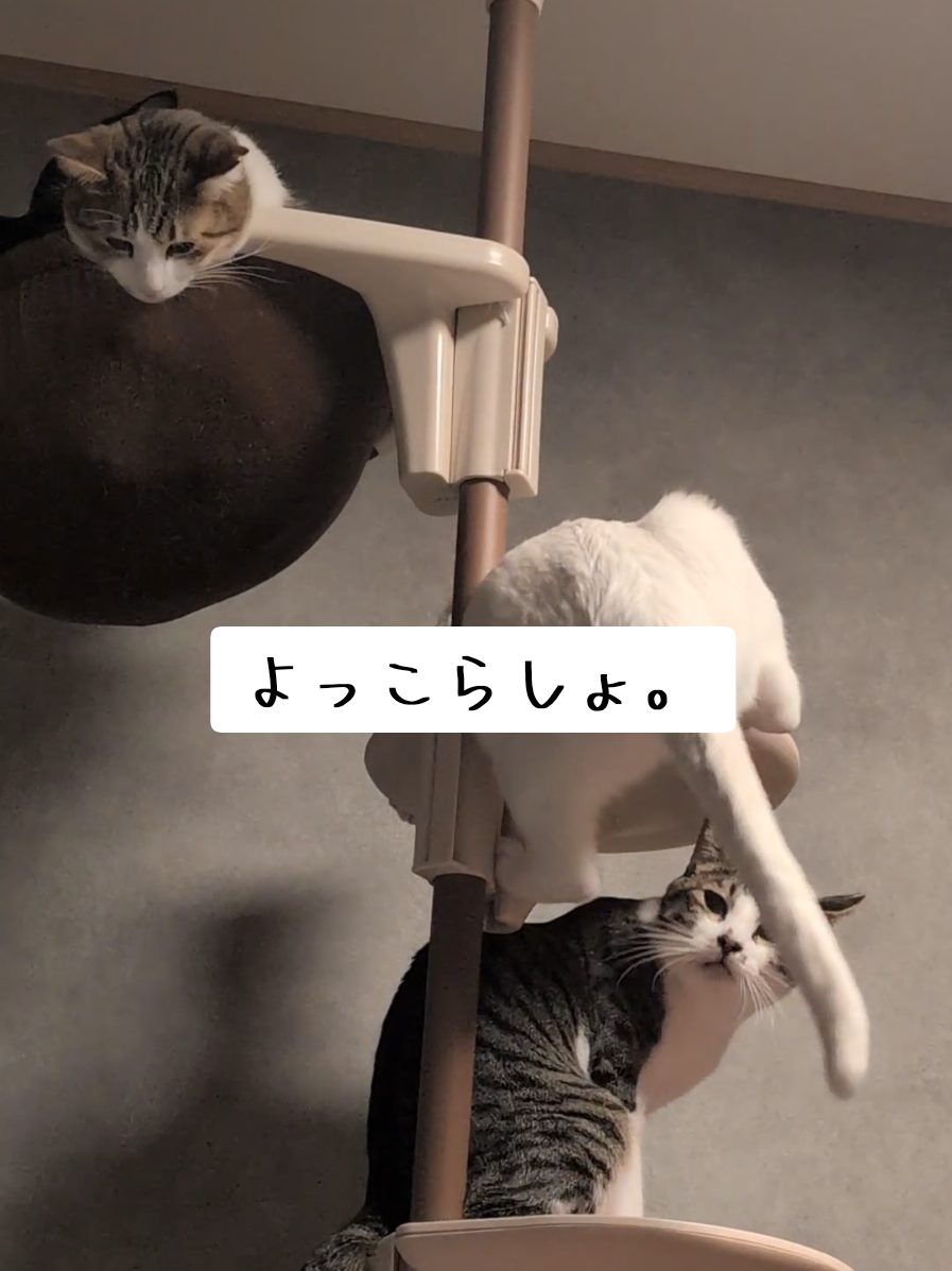 @にゃんご🐱