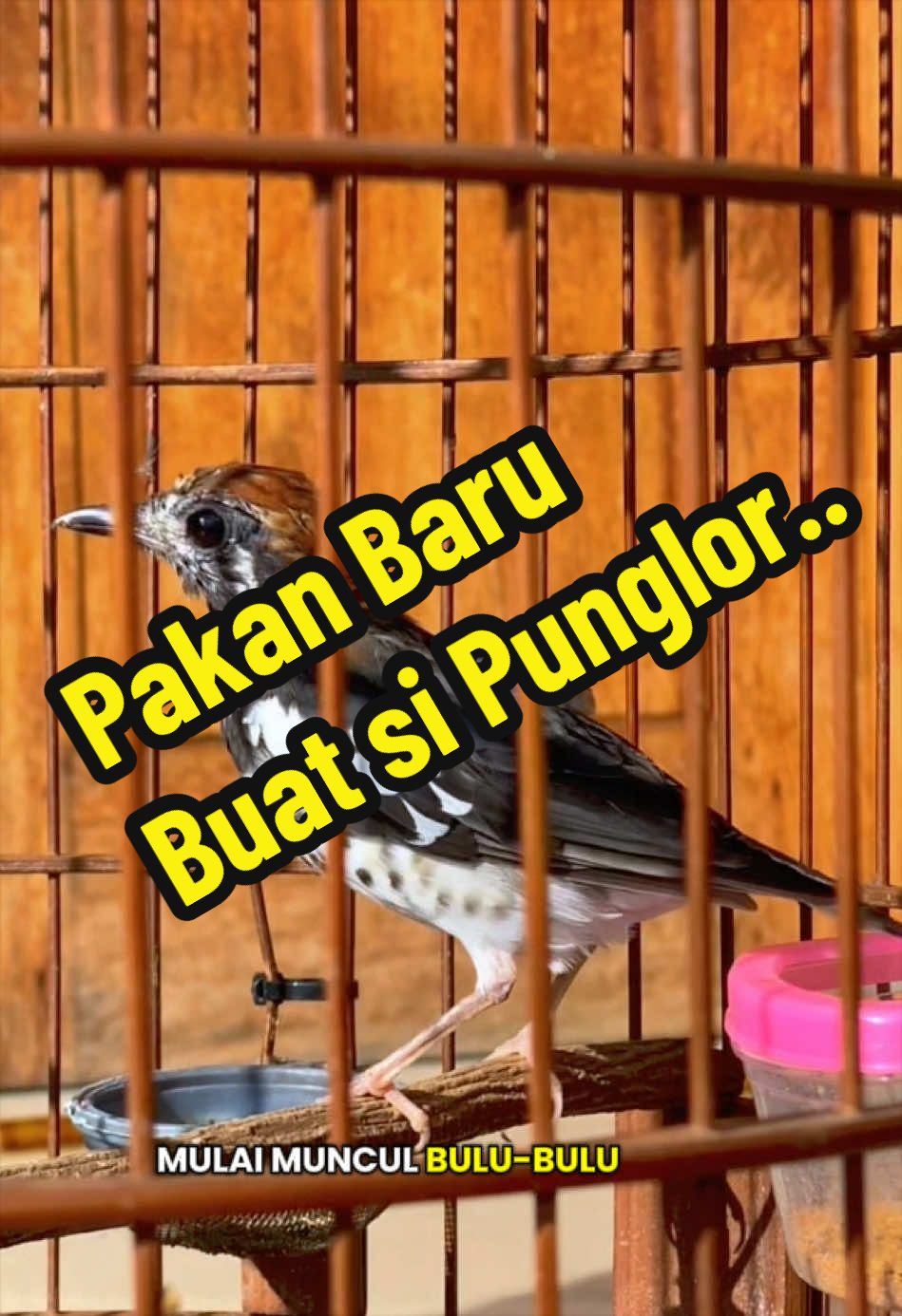 @GeDang Manuk