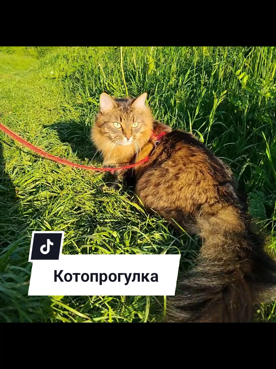 @Марсик😺💖