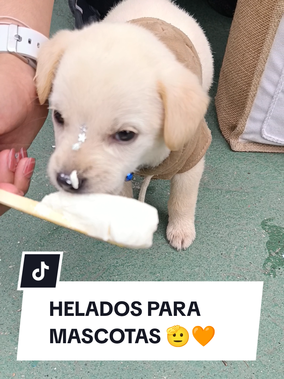 @Doggy Cream