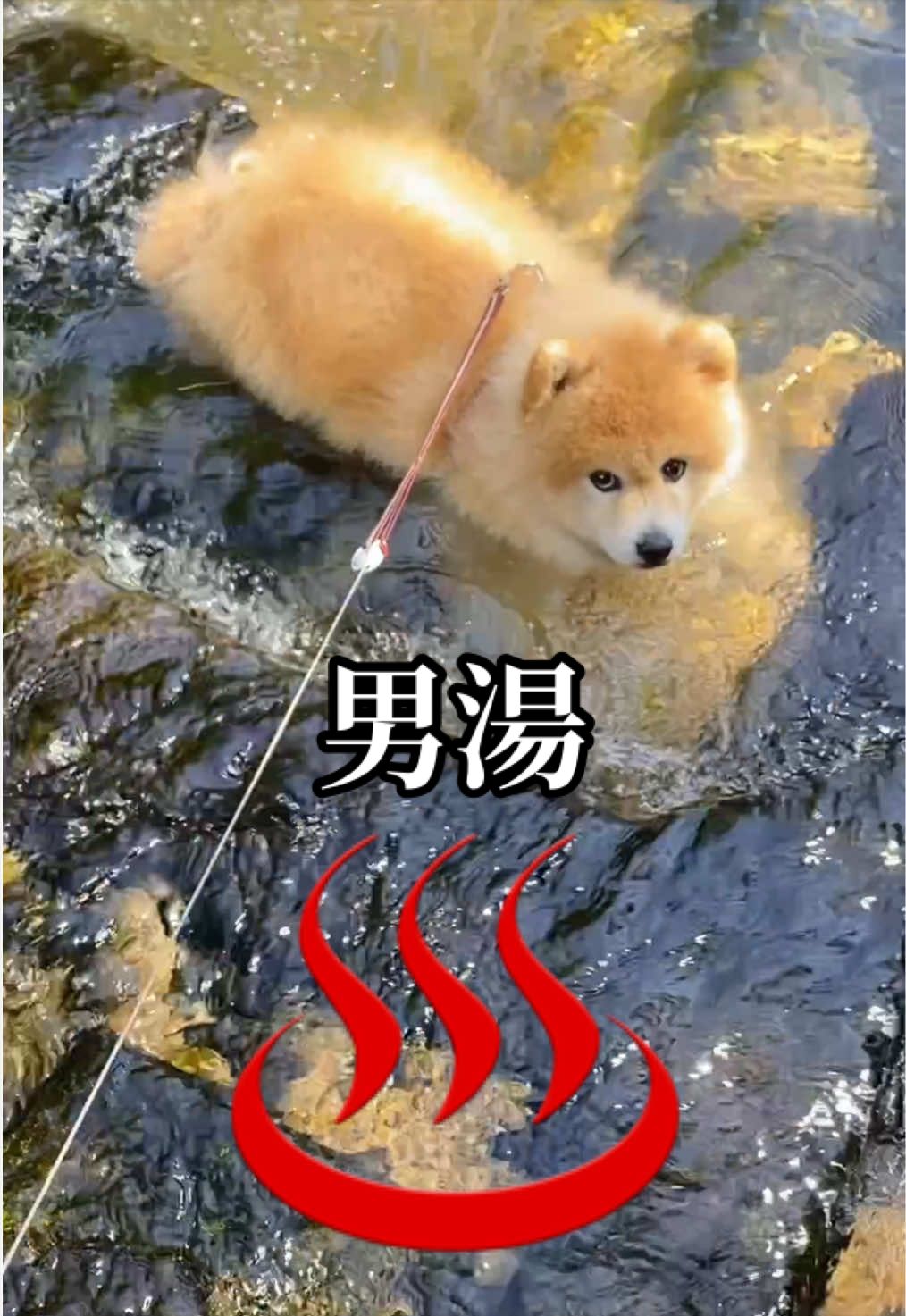 @ポメラニアン🐾えびす