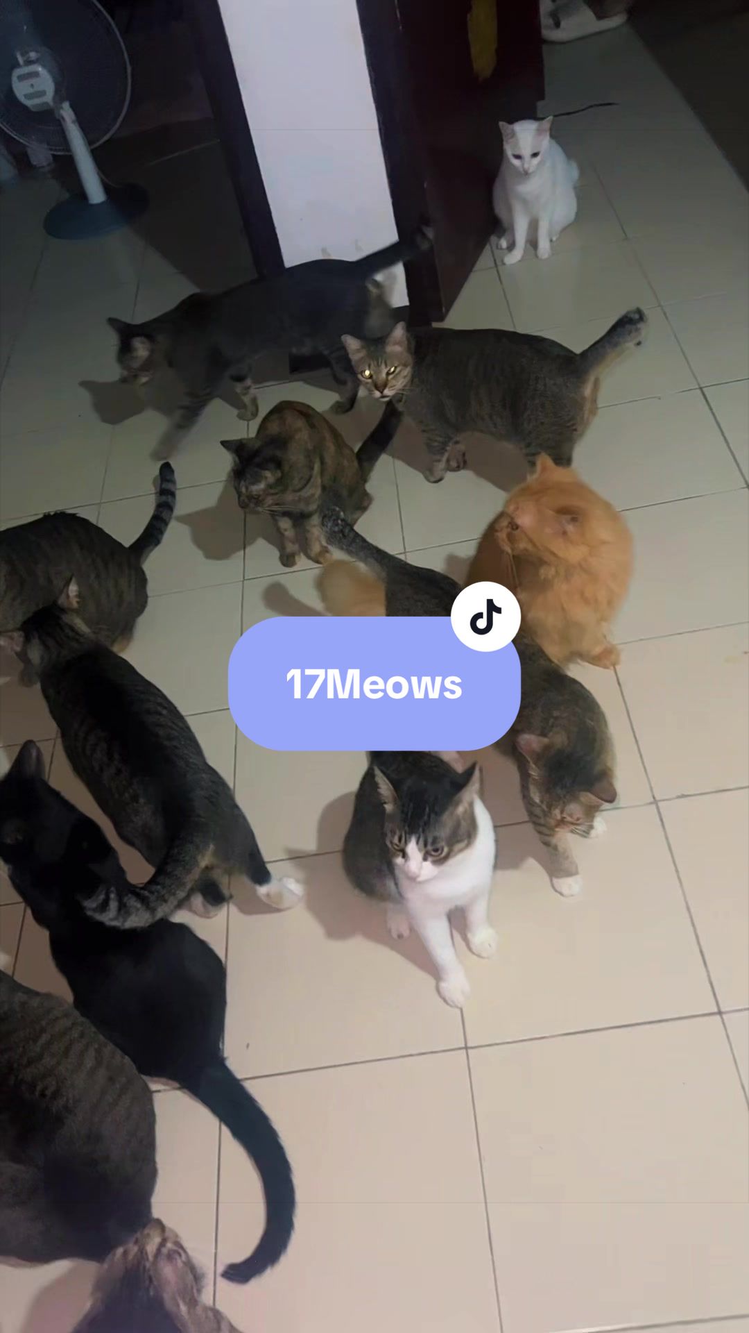 @17meows