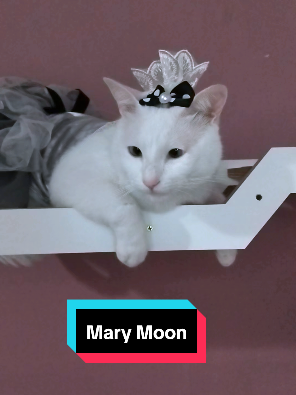 @Mary Moon