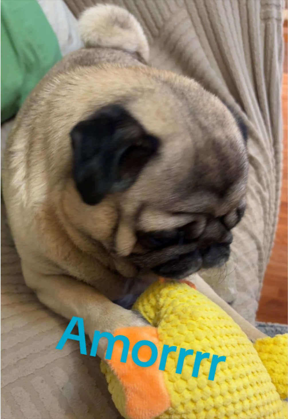 @Lolito pug carlino