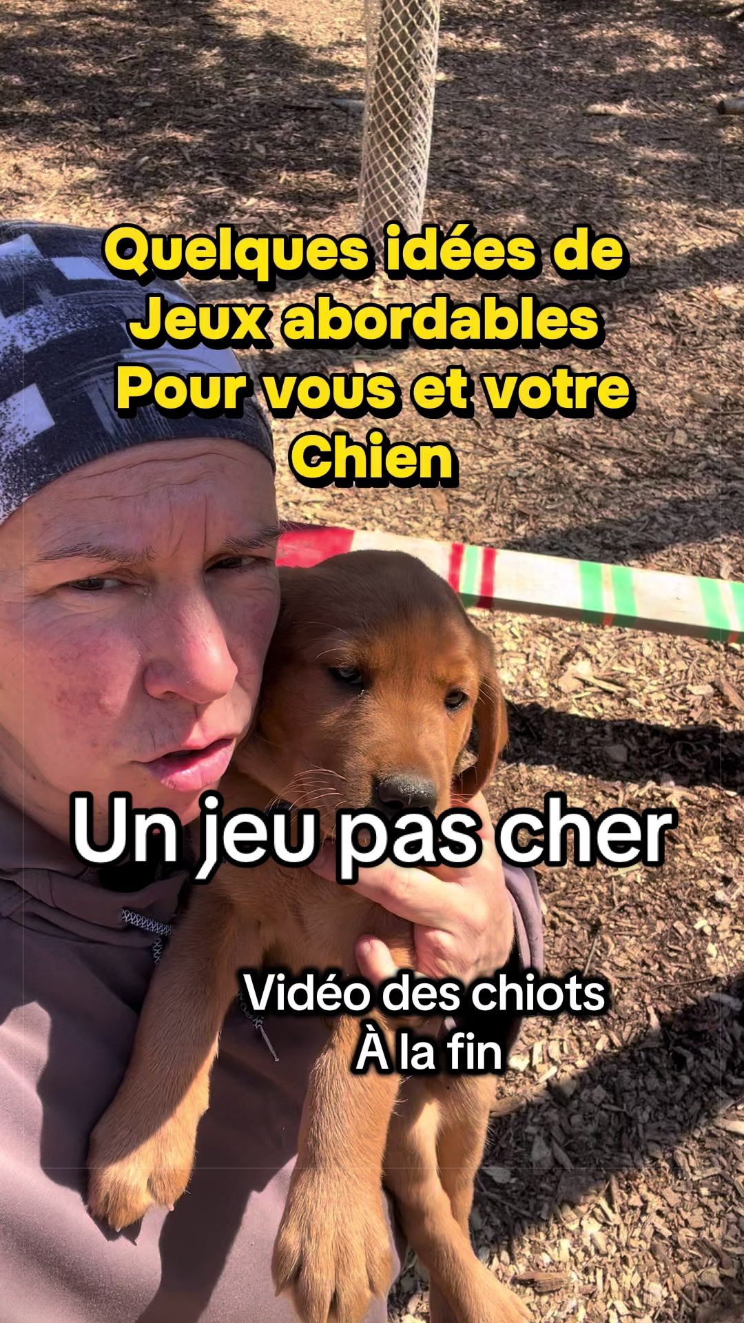 @Ember labs élevage de labrador