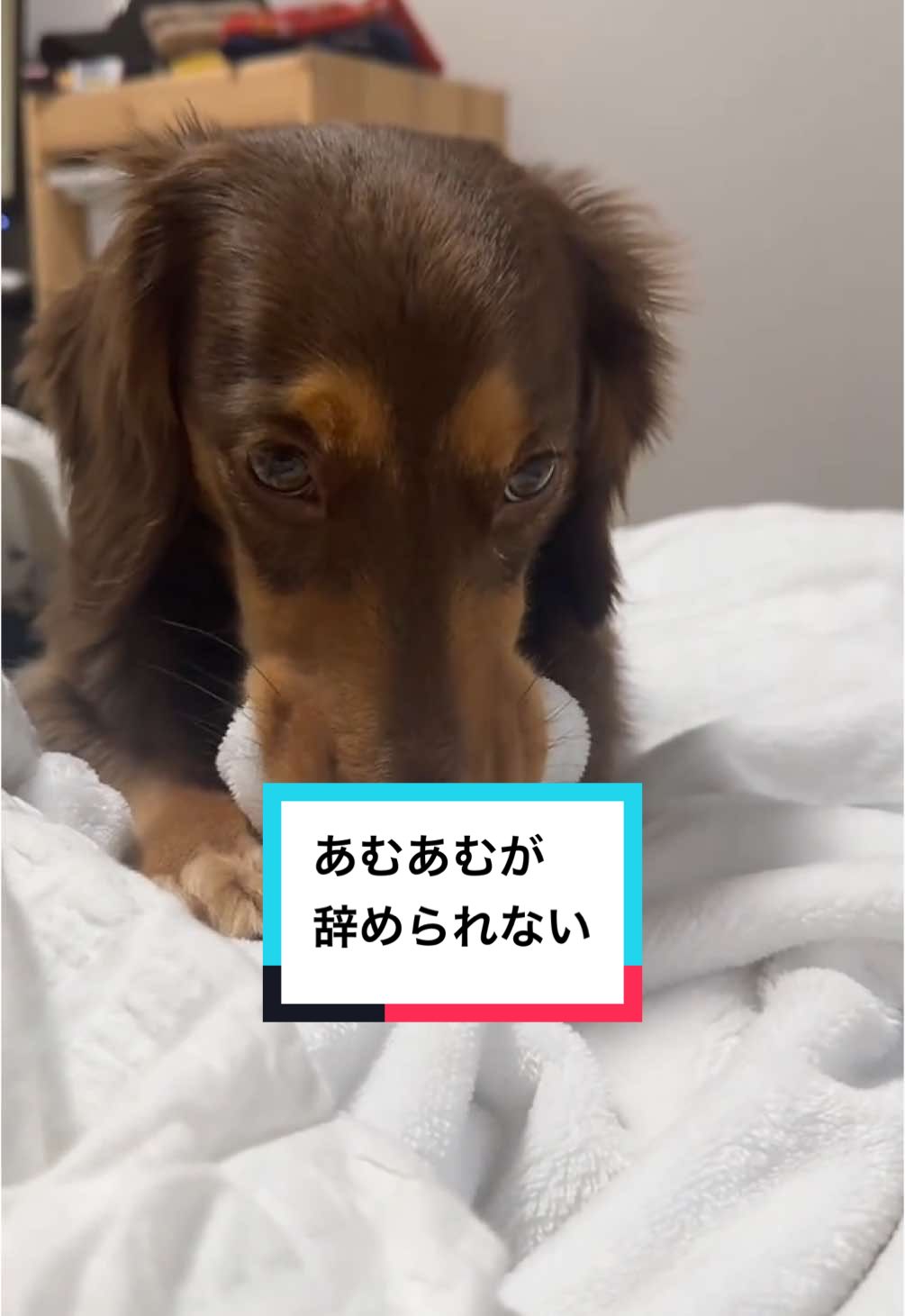 @ミニチュアダックスフンド_まろん