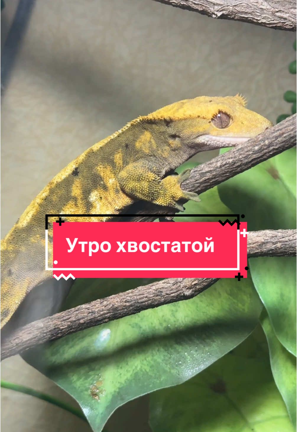 @alenas_wild_home