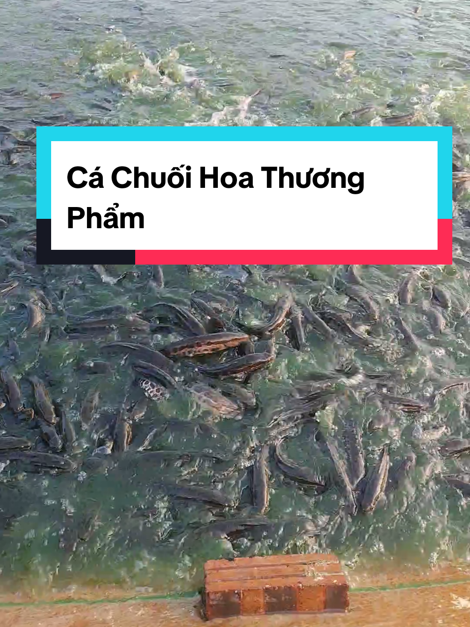 @Cá Chuối Hoa