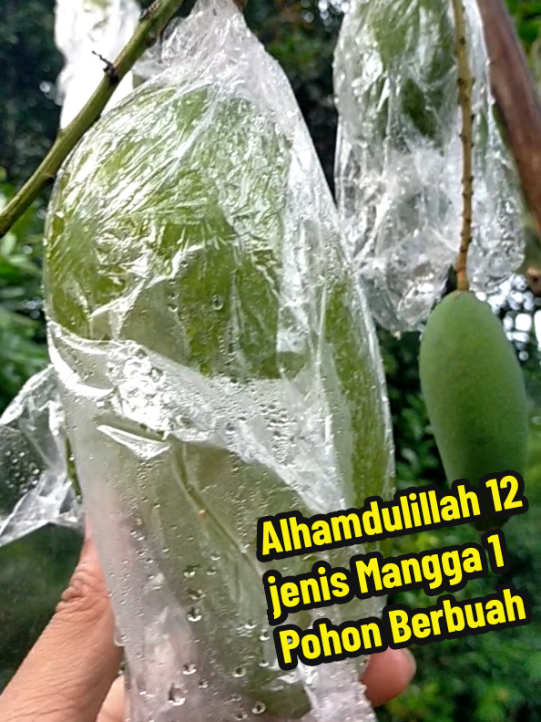 @Alas Durian Jepara