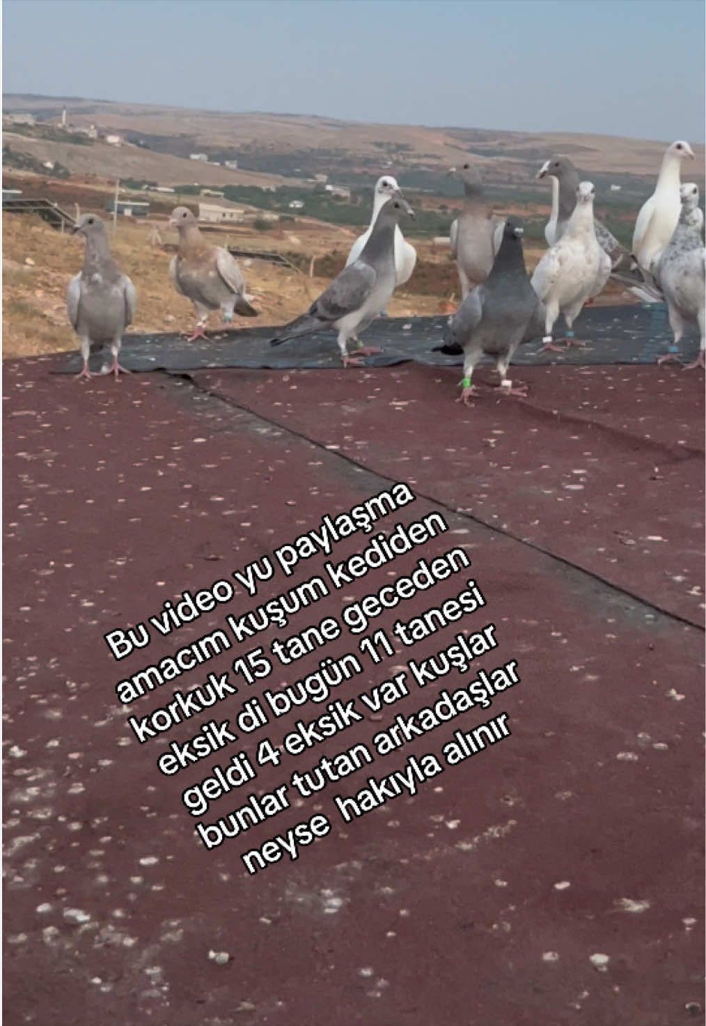 @⚜️Postacı kardeşler ⚜️