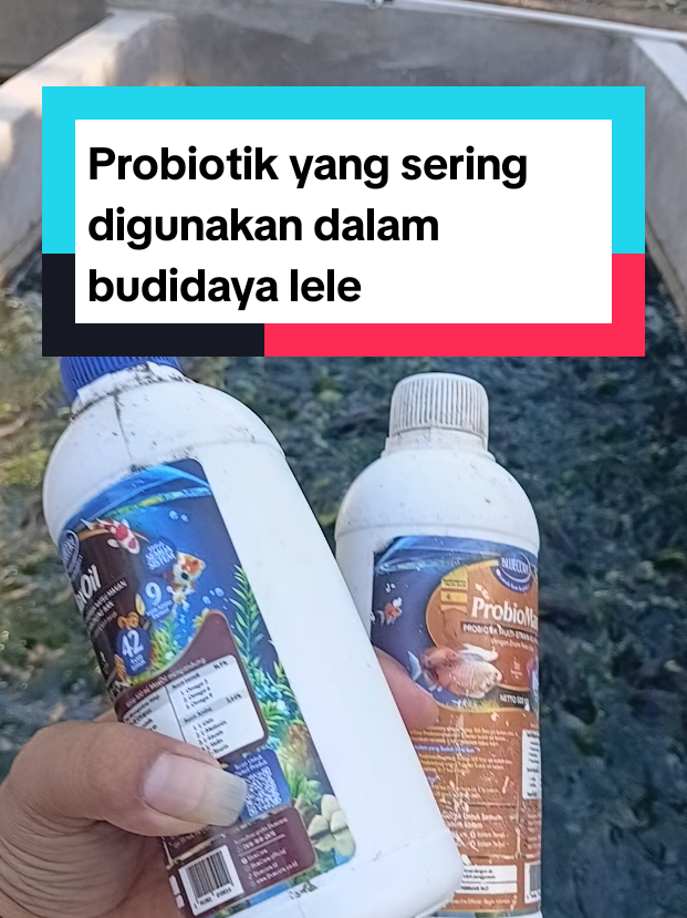 @Kang_Ewi