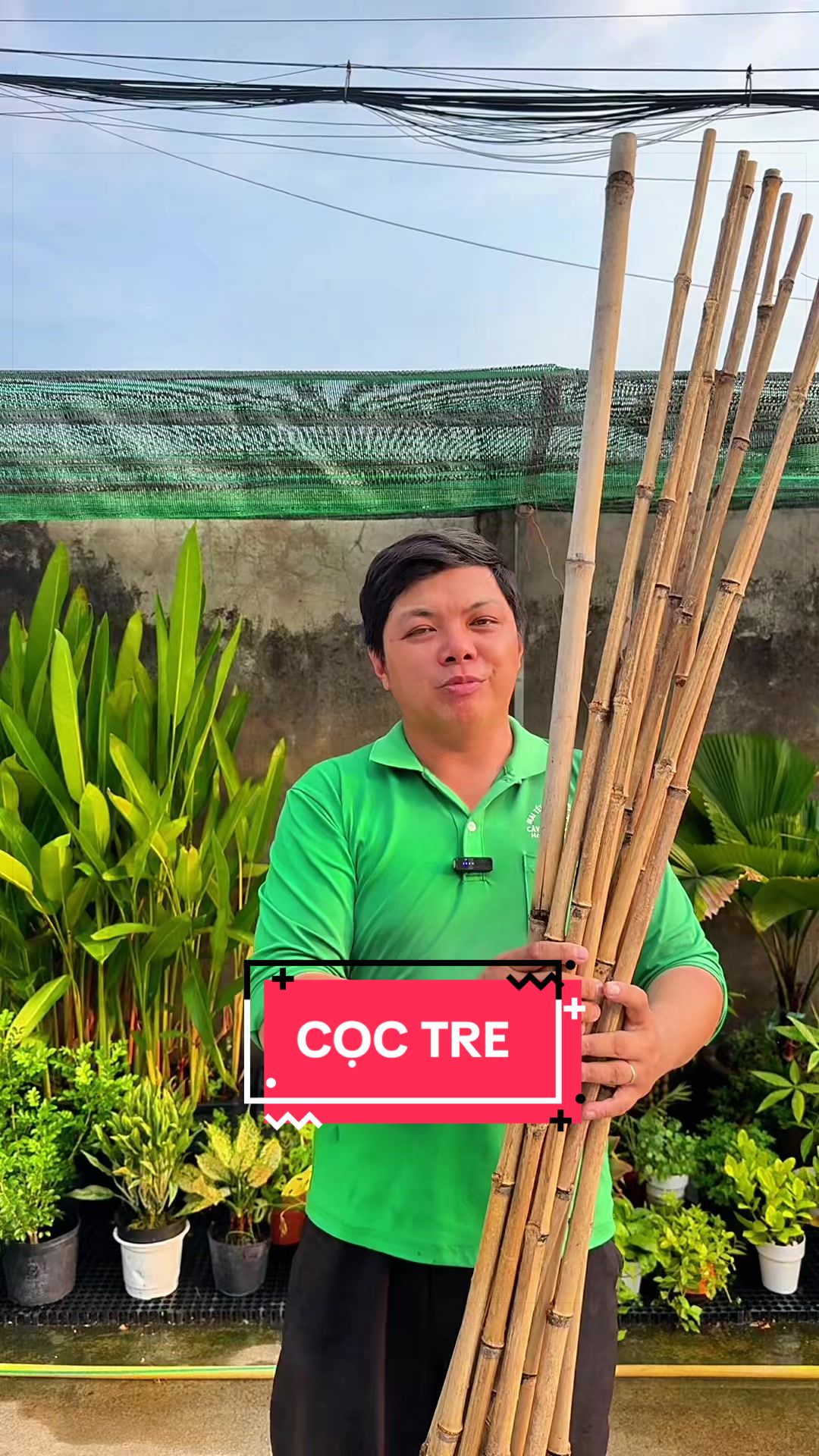 @C&acirc;y Xanh Phong Hồng