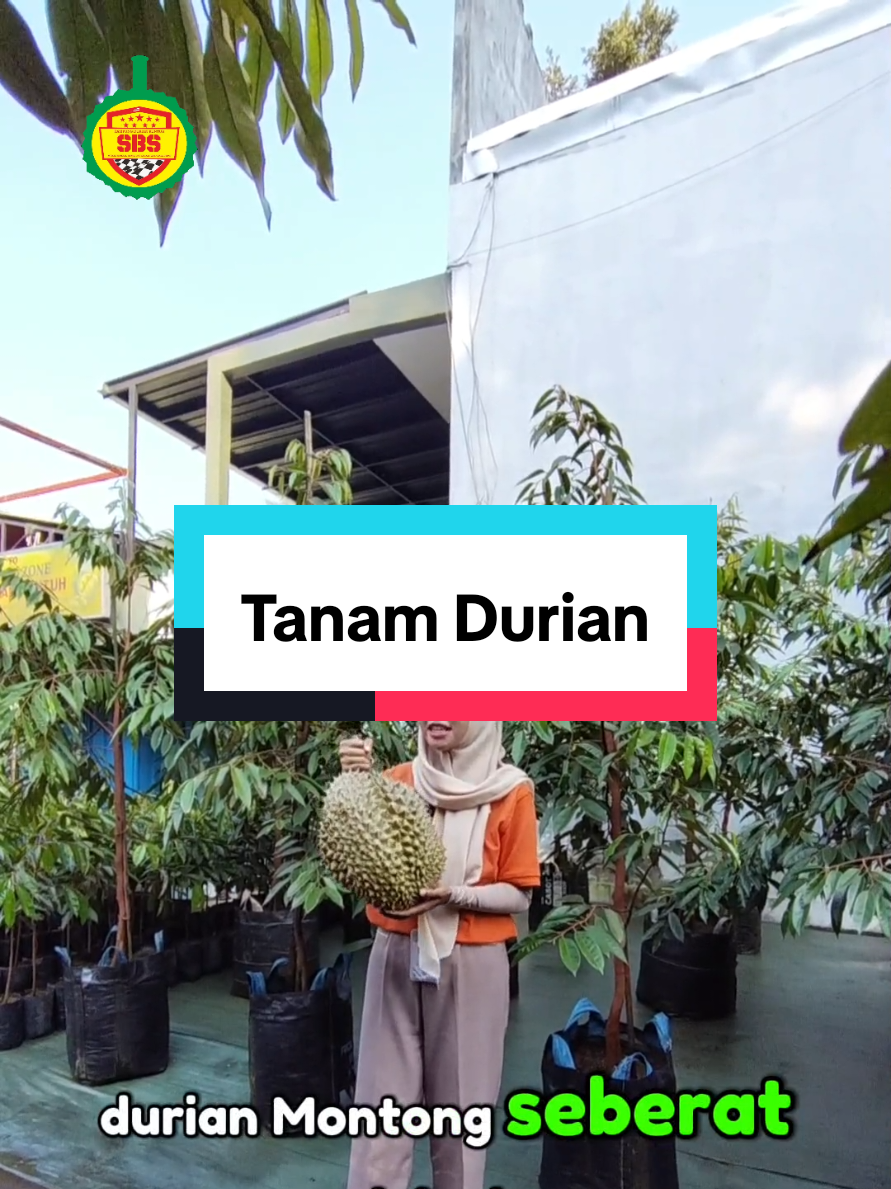@Produksi Buah_SBS