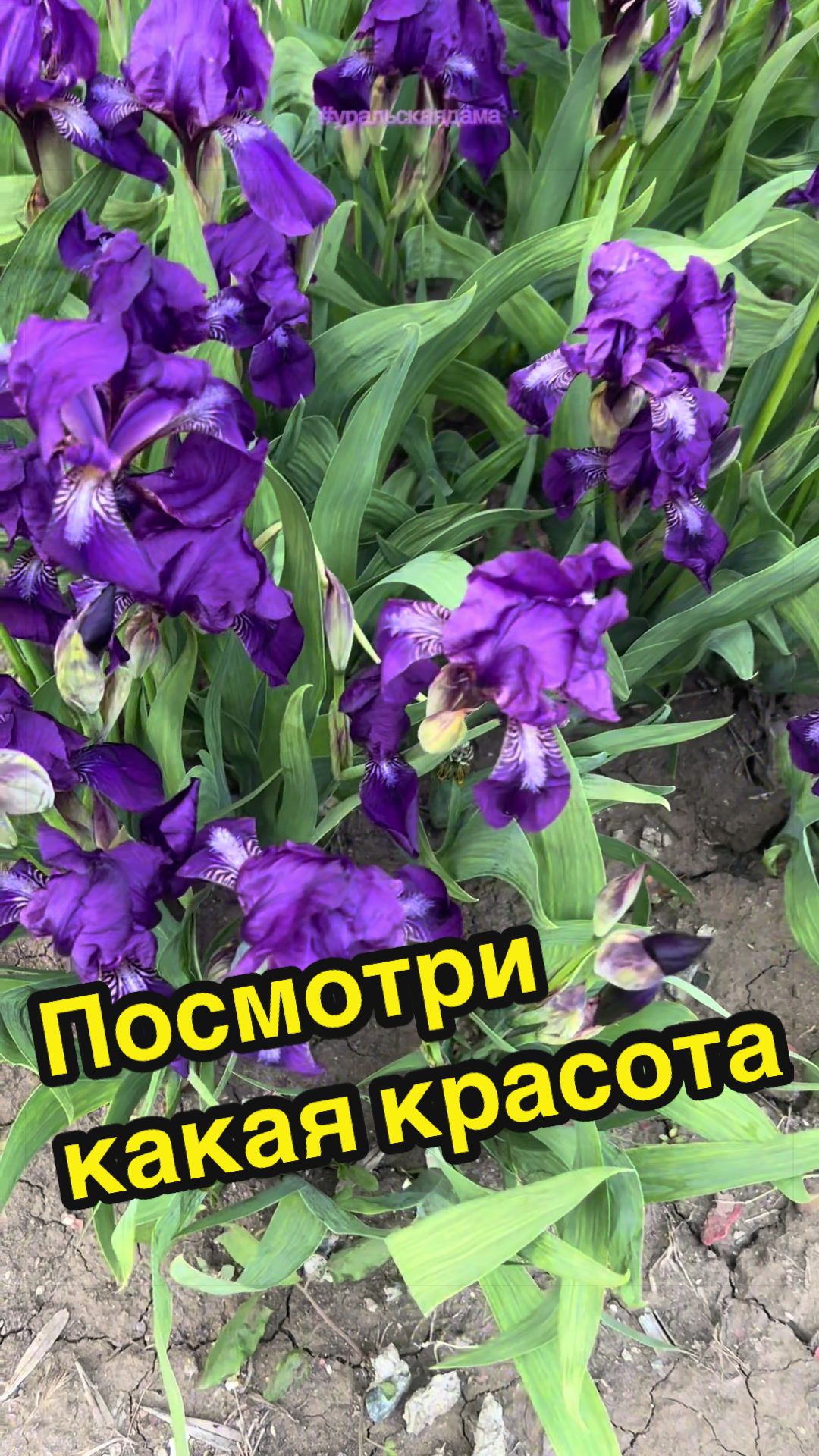 @Уральская Дама