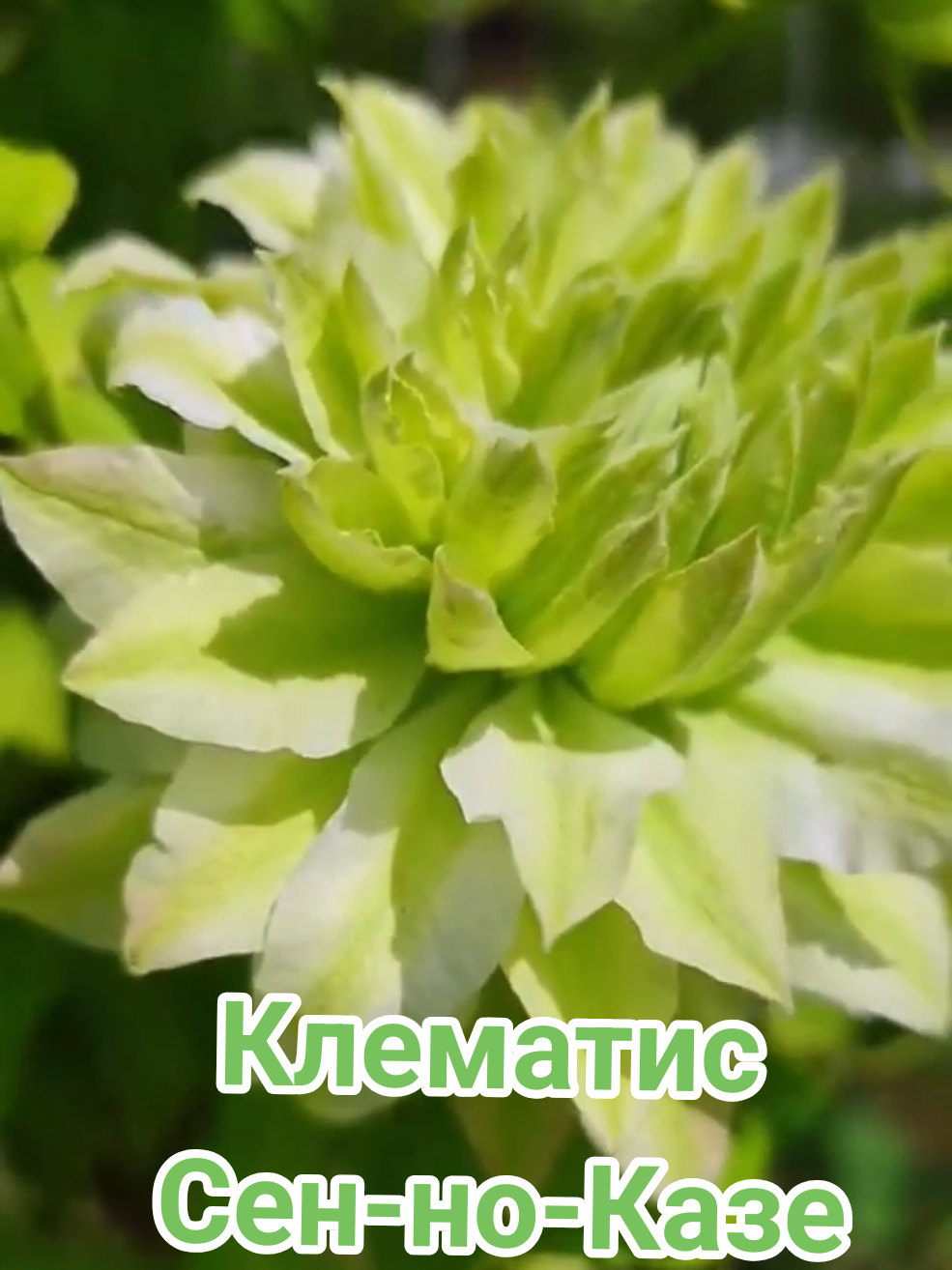 @Интернет-магазин Магия цветов