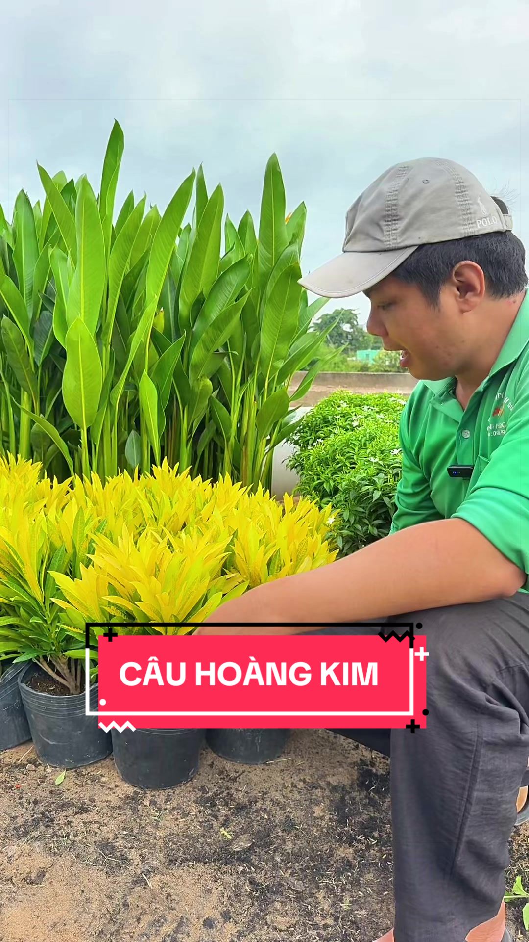 @Cây Xanh Phong Hồng