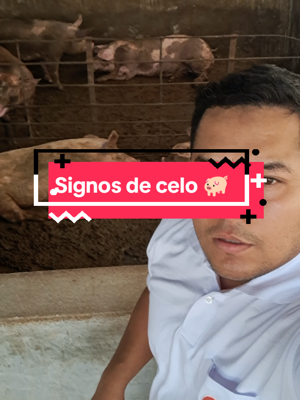 @Jean.Cisneros.Porcicultura