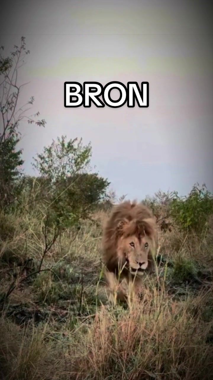 @𝓝 𝓪 𝓲 【Lion Expert】