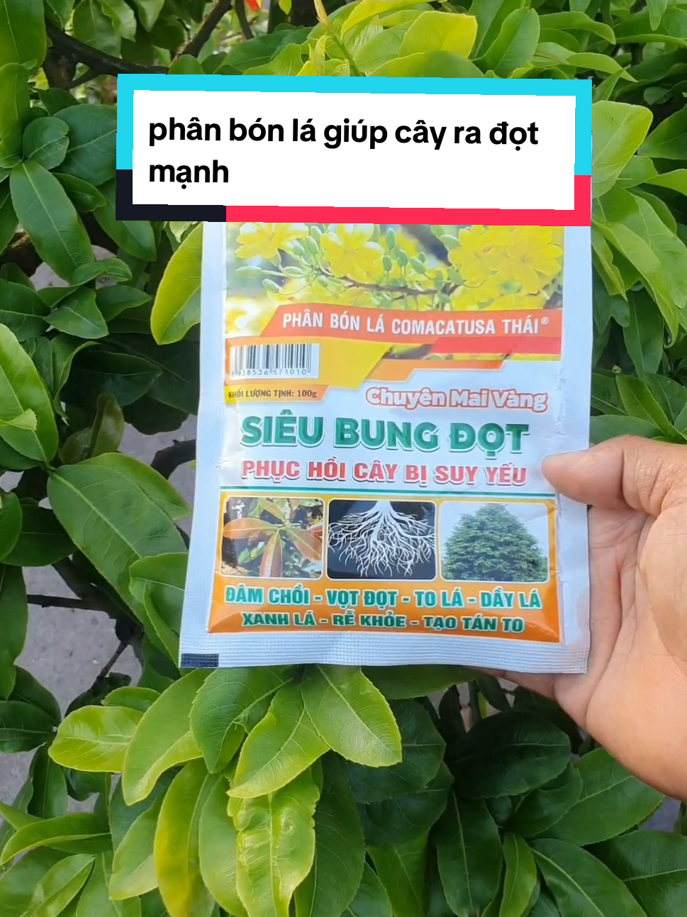 @Văn Long