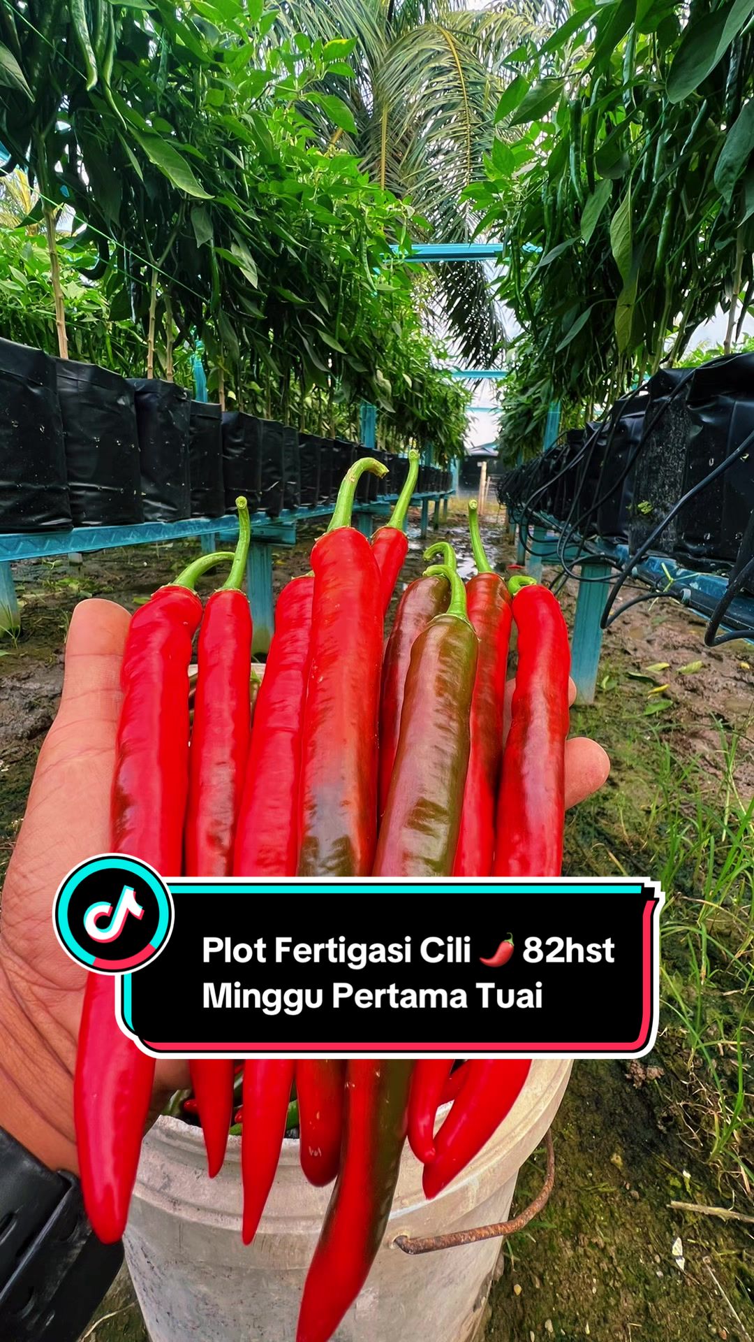 @Khairul Azwan | Petani Muda