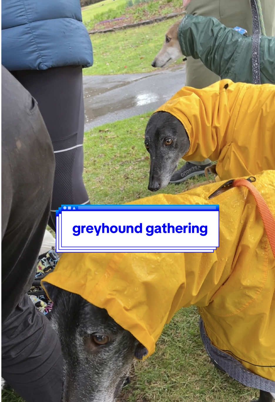 @chilli the greyhound 🌶️